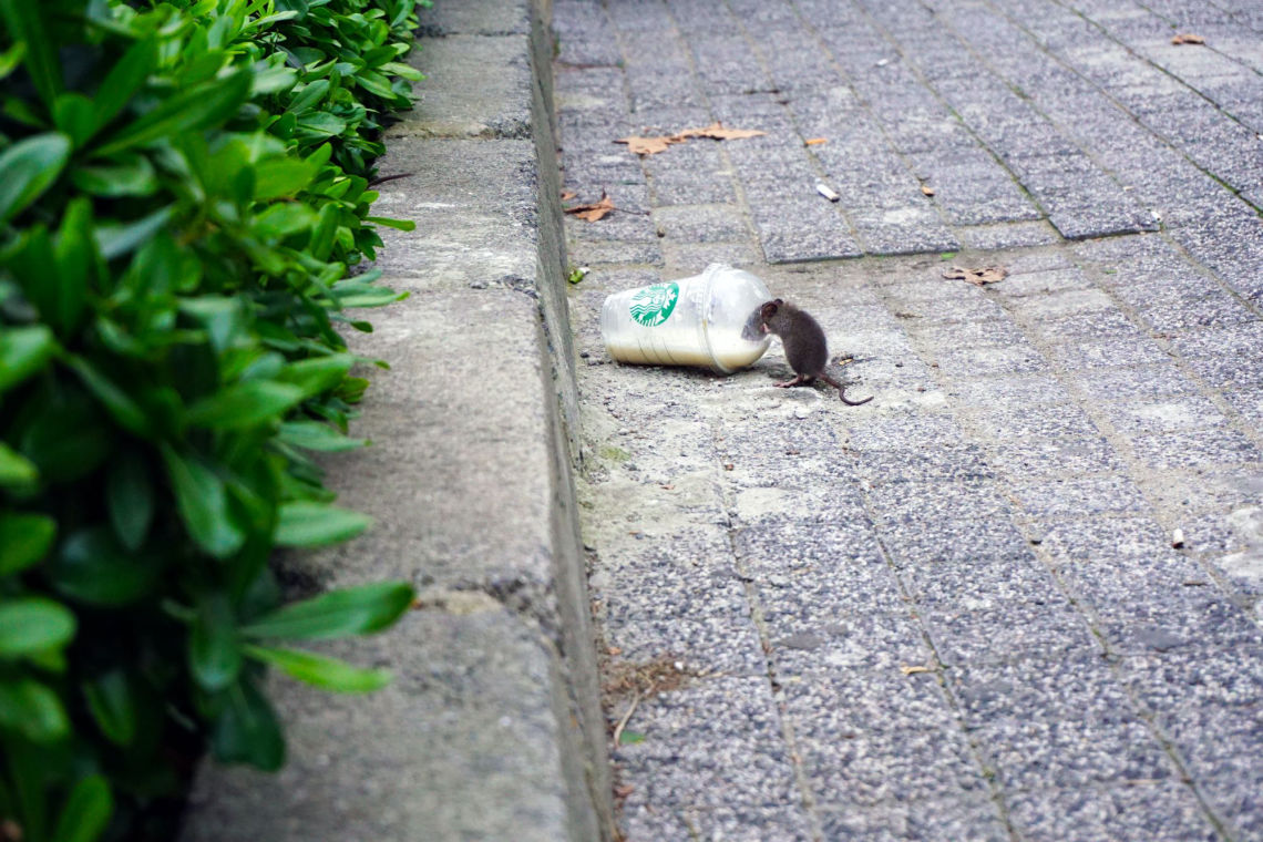 De la ignorància devastadora