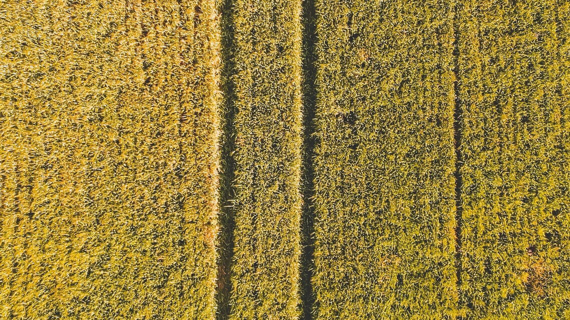 L’altre drama d’Alcarràs