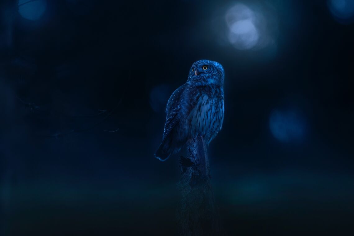 L'anticipació organitzada