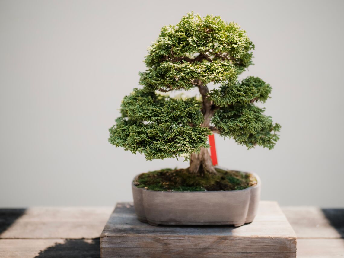 El bonsai