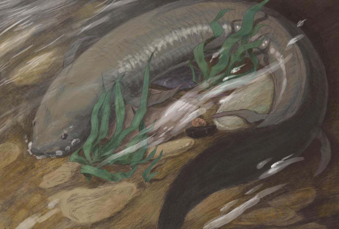 Peixos amb brànquies i pulmons